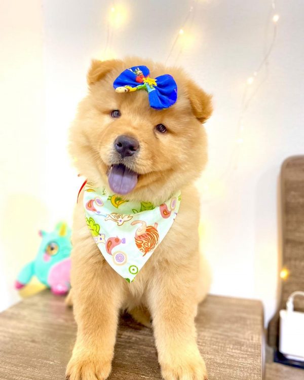 Chow Chow hembra - Imagen 3