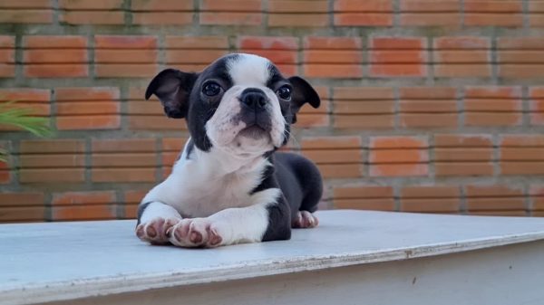 Boston terrier macho - Imagen 2