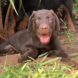 Labrador chocolate hembras y machos