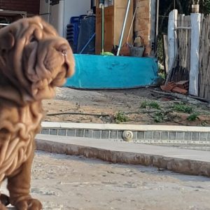 Sharpei hembras y machos