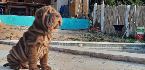 Sharpei hembras y machos