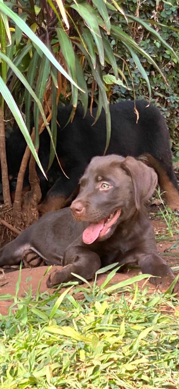 Labrador retriever chocolate macho - Imagen 2