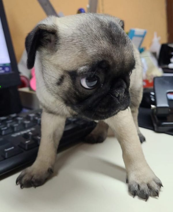 Pug Carlino machos y hembras - Imagen 2
