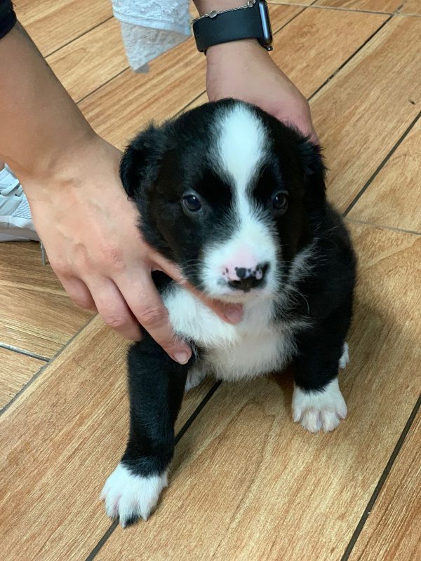 Border Collie Merle/ Negro - Imagen 5