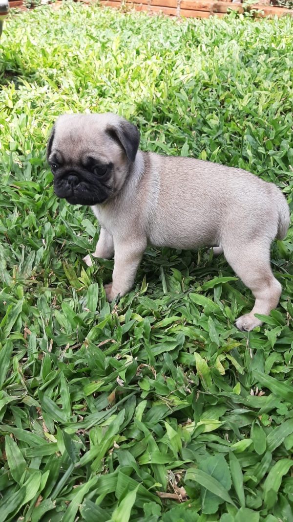 Pug machos y hembras - Imagen 3