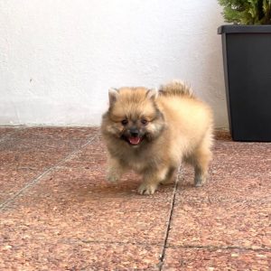 Lulú de pomerania macho
