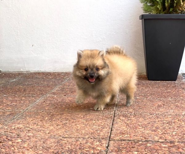 Lulú de pomerania macho