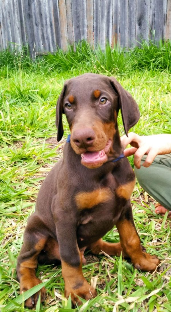 Dobermann machos y hembras - Imagen 2