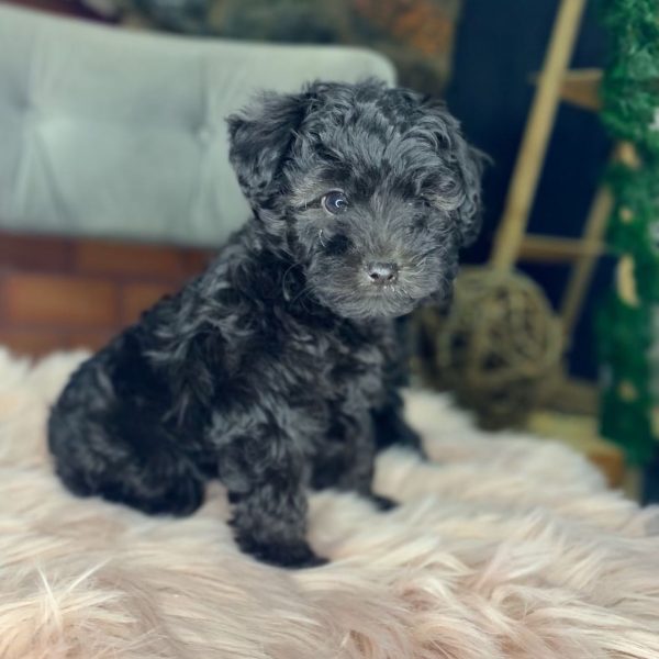 Caniche toy negro macho y hembra - Imagen 2