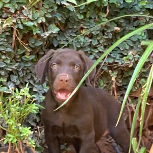 Labrador retriever chocolate macho