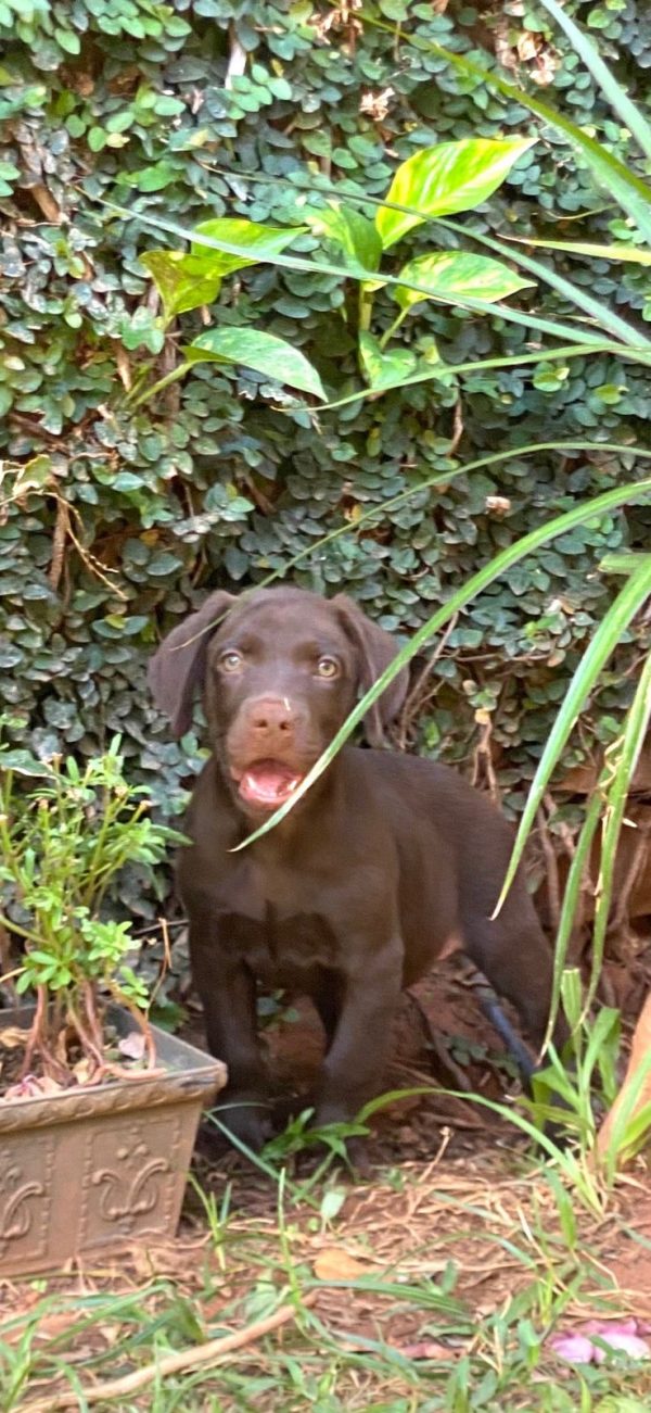 Labrador retriever chocolate macho