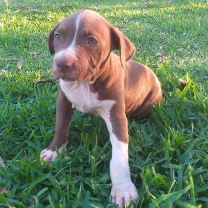 Pitbull