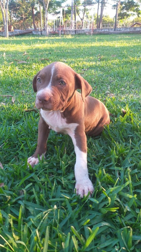Pitbull