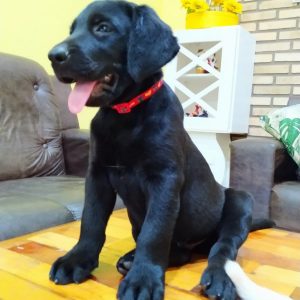 Labrador Retriever