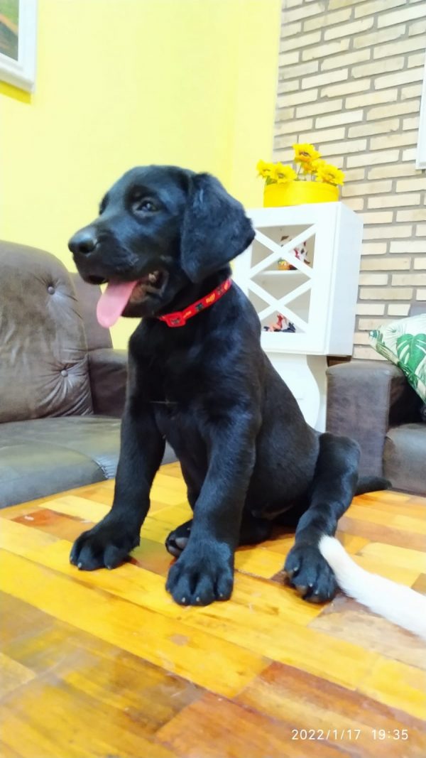 Labrador Retriever