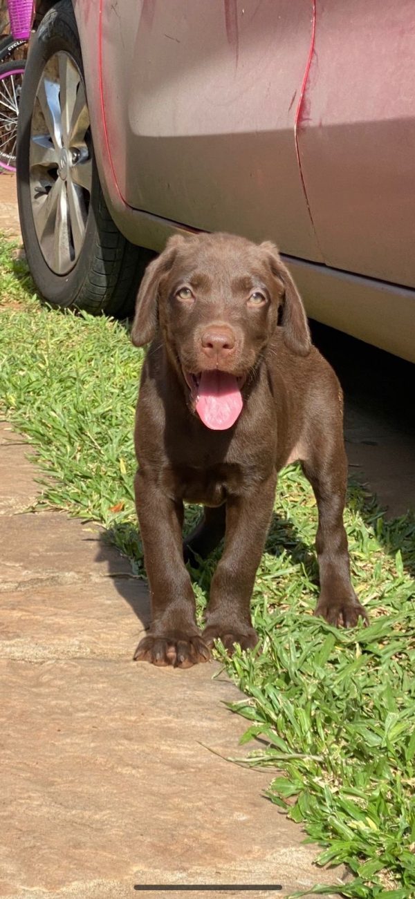 Labrador chocolate hembras y machos - Imagen 2