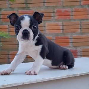 Boston terrier macho
