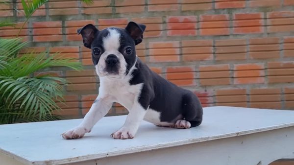 Boston terrier macho