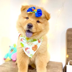 Chow Chow hembra