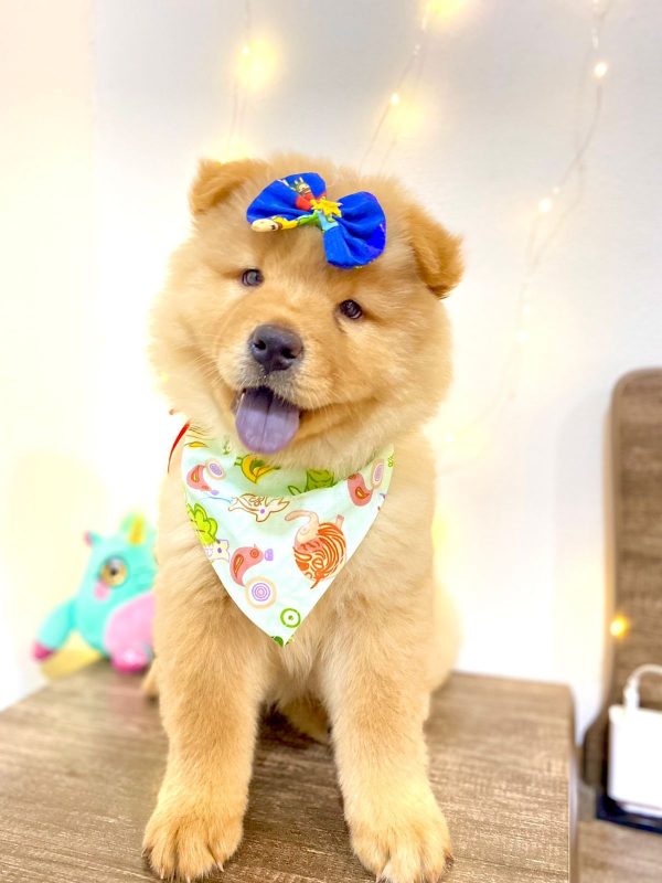 Chow Chow hembra