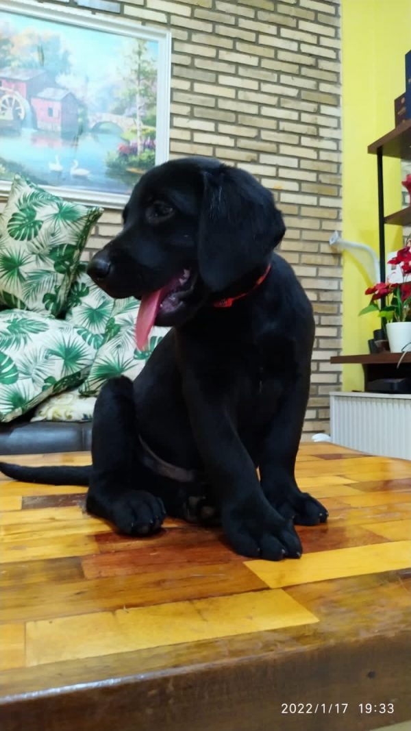 Labrador Retriever - Imagen 2