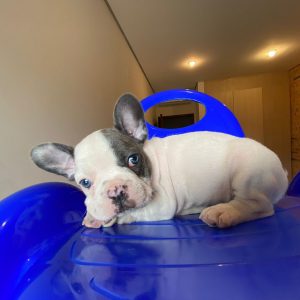 Bulldog francés pied blue hembra y macho