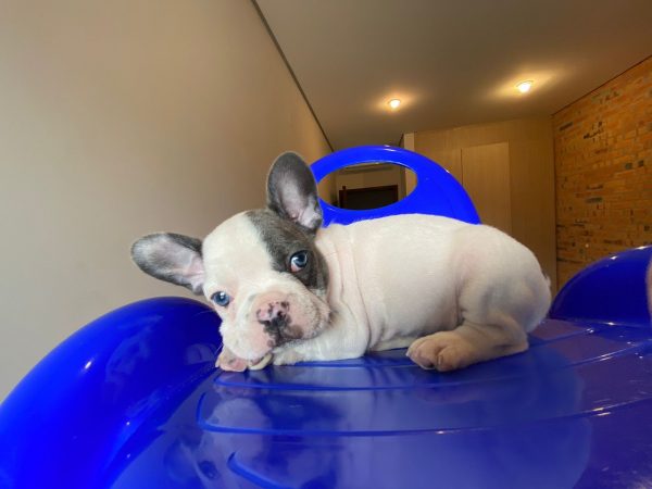 Bulldog francés pied blue hembra y macho