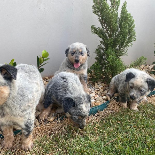 Pastor ganadero australiano (Blue heeler) machos y hembras - Imagen 2