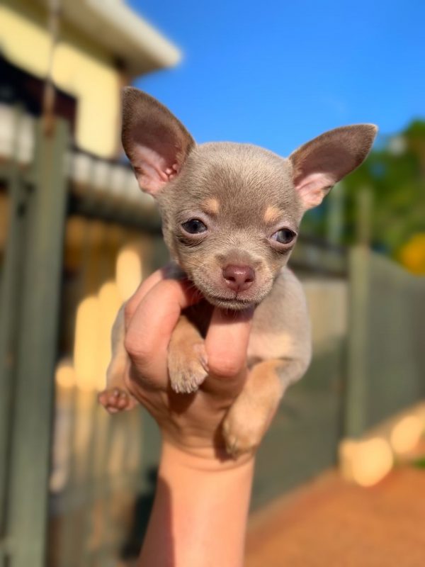 Chihuahua - Imagen 2