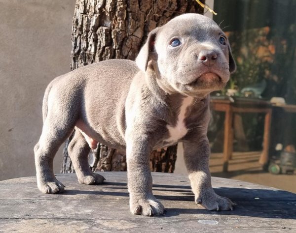American Bully machos y hembras - Imagen 4