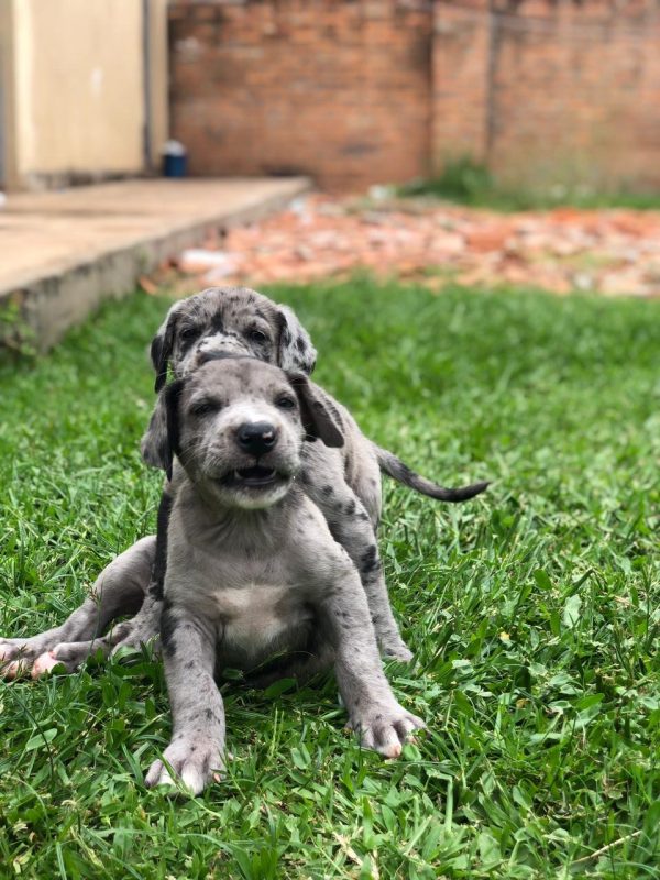 Gran Danes hembra y macho - Imagen 2