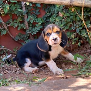 BEAGLE MACHOS/HEMBRAS