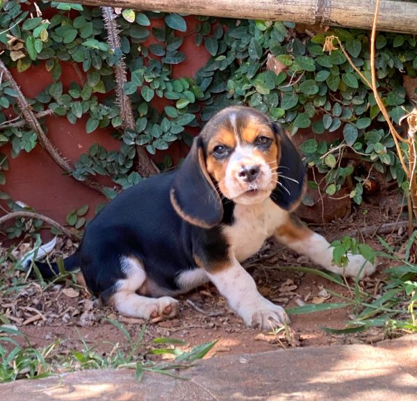BEAGLE MACHOS/HEMBRAS