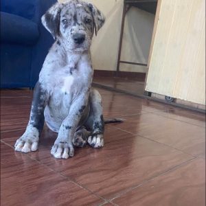 Gran Danes hembra y macho