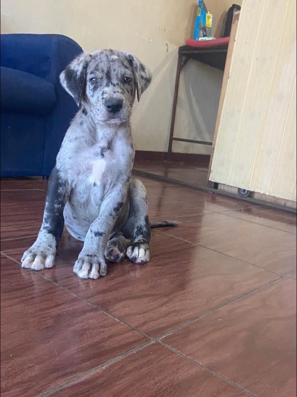 Gran Danes hembra y macho