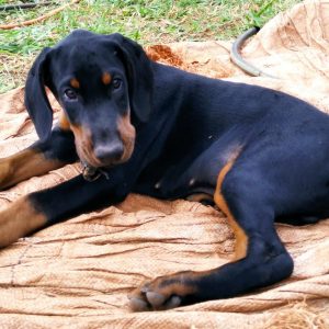 Dobermann machos y hembras