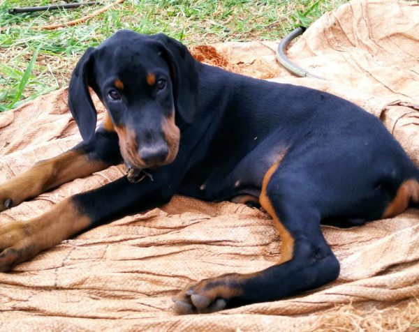 Dobermann machos y hembras