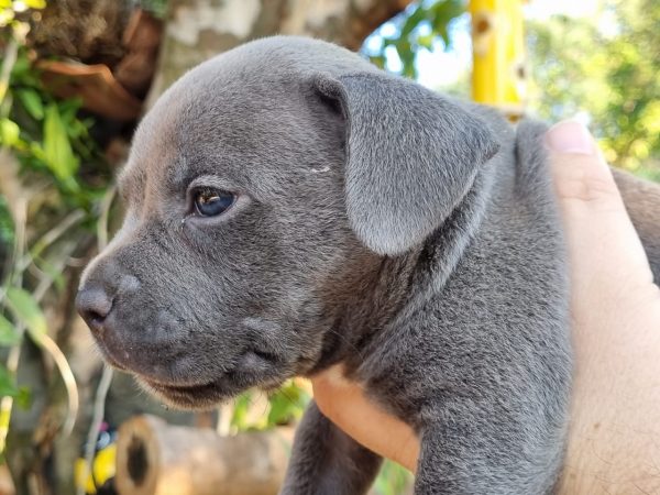 American Bully machos y hembras - Imagen 2