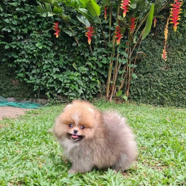 Lulú de pomerania macho