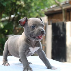 American Bully