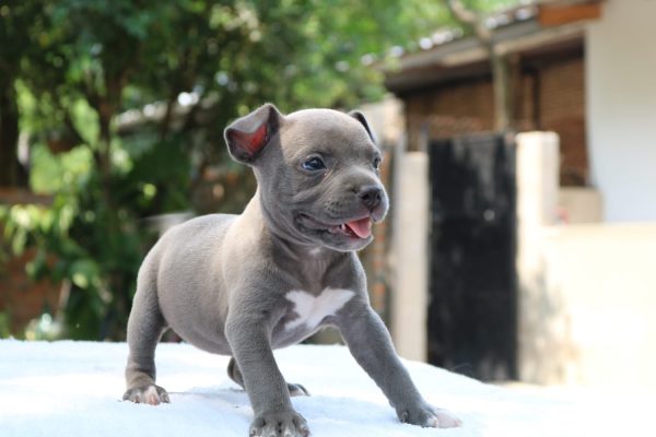 American Bully