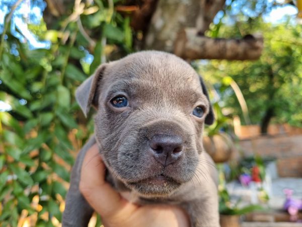American Bully machos y hembras - Imagen 3