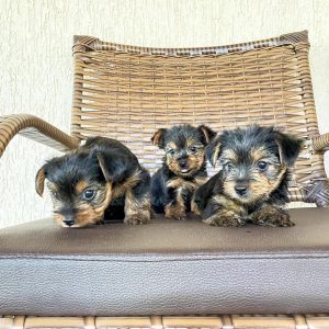 YORKSHIRE MINI
