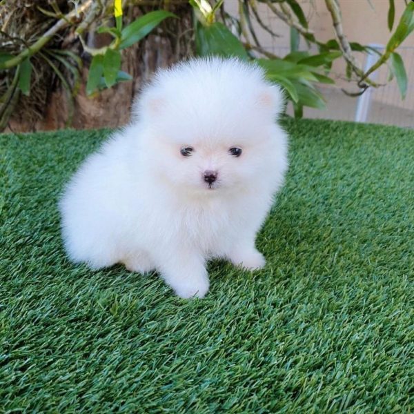 Lulú de pomerania mini - Imagen 3