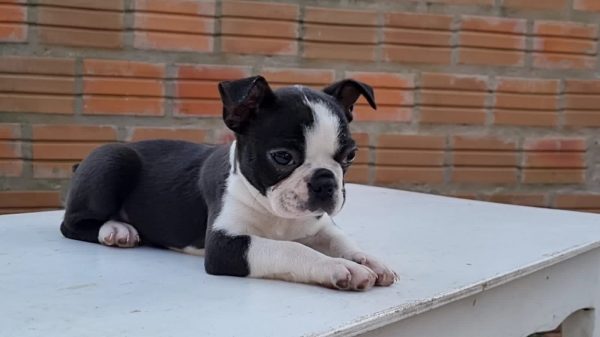 Boston terrier macho - Imagen 3