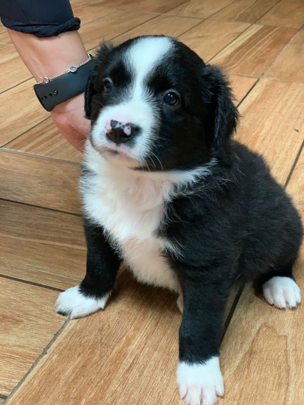 Border Collie Merle/ Negro - Imagen 4