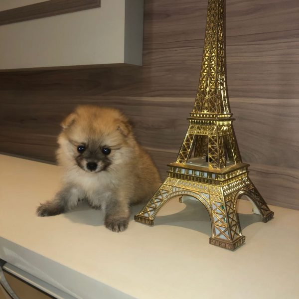 Lulu de Pomerania machito/hembra - Imagen 2