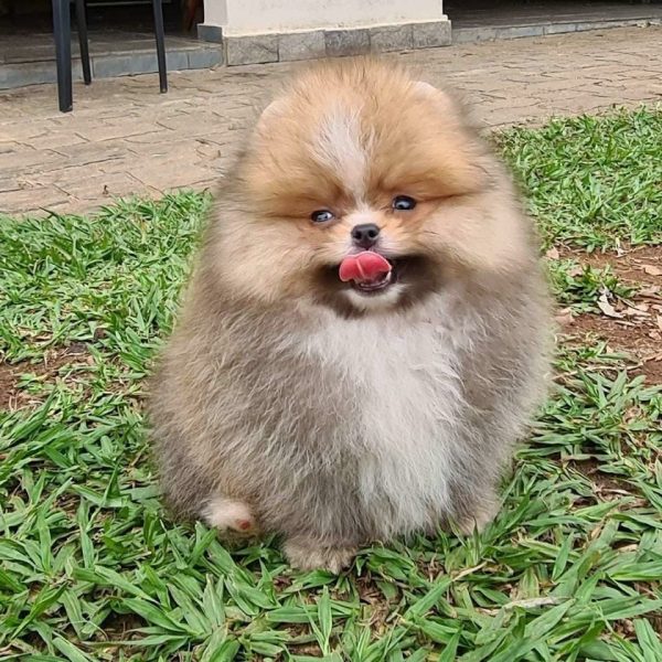 Lulú de pomerania macho - Imagen 3
