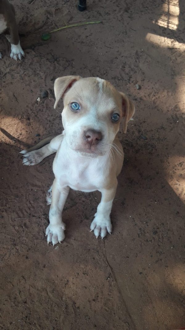 Pitbull - Imagen 2