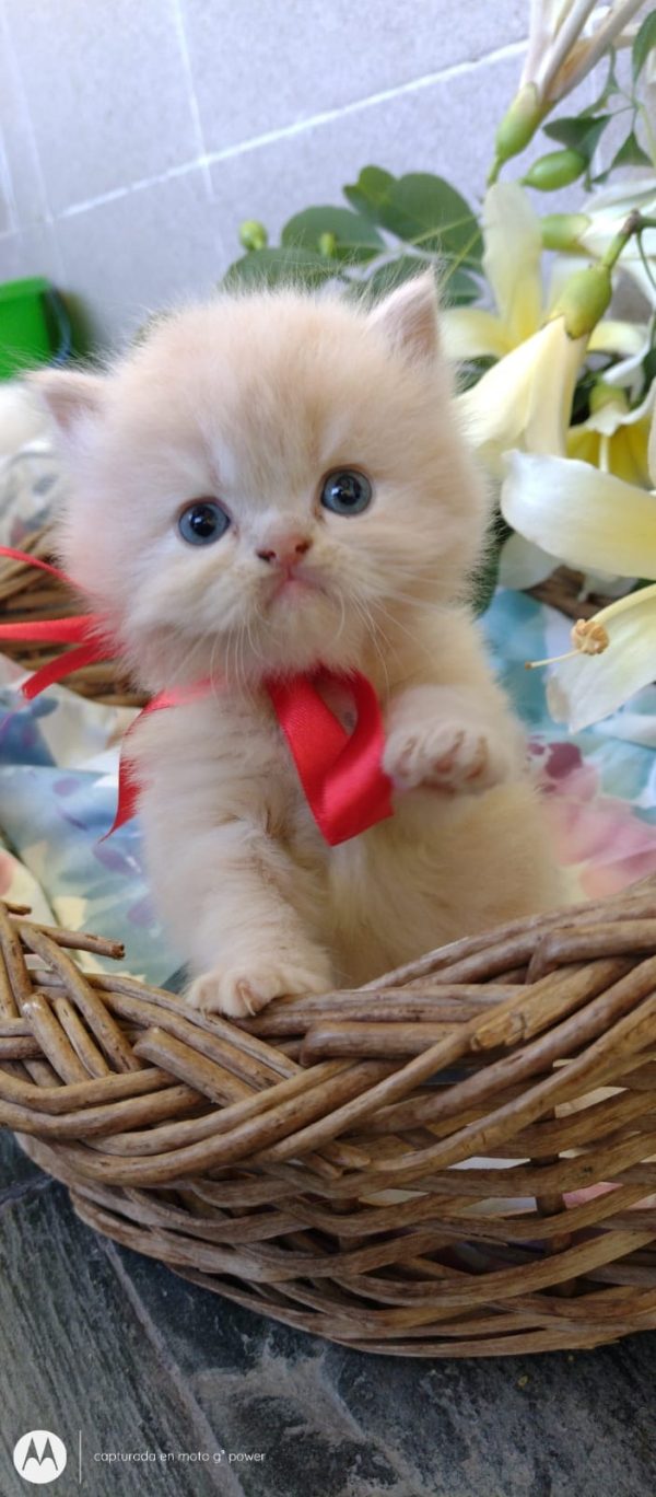 Gato persa - Imagen 2